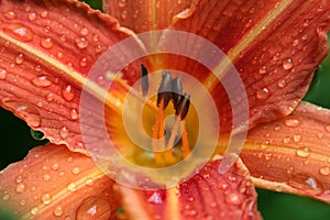 Tiger Lilly With Water Droplet