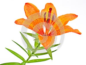 Tiger lily