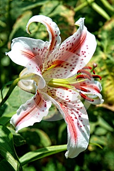 Tiger lily