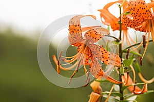 Tiger lily beautiful flowers close up