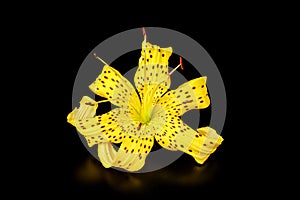 Tiger Lily on a black background close-up. isolate