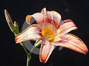 Tiger Lily Bloom and Bud