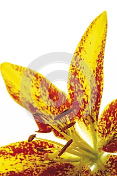 Tiger lily bloom (Lilium tigrinum)