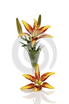 Tiger lily bloom (Lilium tigrinum) in vase