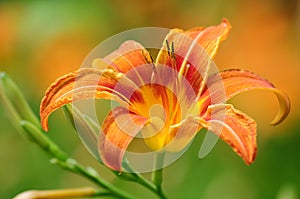 Tiger Lily