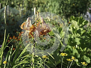 Tiger lily blooming in a sunny garden