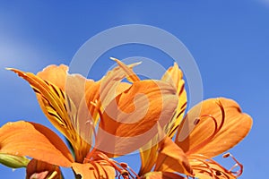 Tiger Lily and blue sky