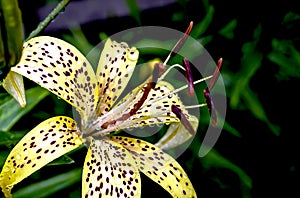 tiger lily bud with raindrops on the petals, macro