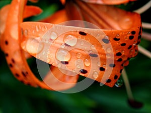 tiger lily bud with raindrops on the petals, macro