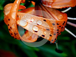 tiger lily bud with raindrops on the petals, macro