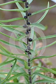 Tiger lily Bulbil  Propagule