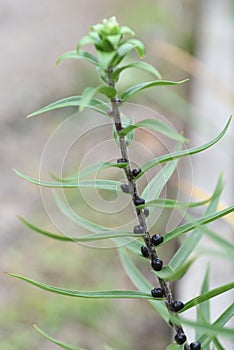 Tiger lily Bulbil  Propagule