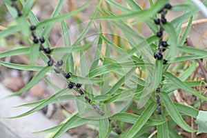 Tiger lily Bulbil  Propagule photo