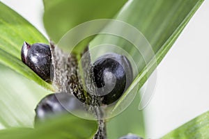 Tiger Lily Bulbils - Lilium lancifolium photo