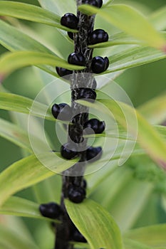 Tiger Lily bulbils on steam of plant photo