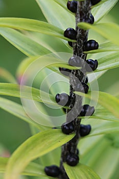 Tiger Lily bulbils on stem photo