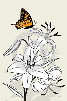 Tiger lily and butterfly