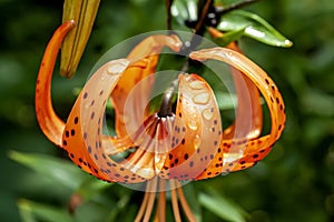 Tiger lily with dew drops in the garden