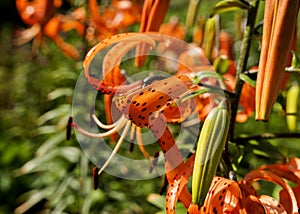 Orange tiger Lily with drops after rain in the morning sun