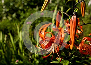 Orange tiger Lily with drops after rain in the morning sun