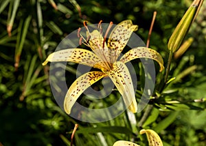 Yellow tiger Lily with drops after rain in the morning sun