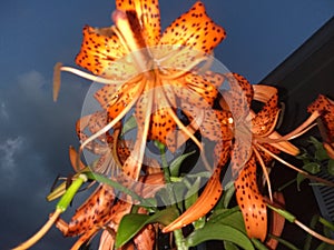 Tiger Lily at dusk