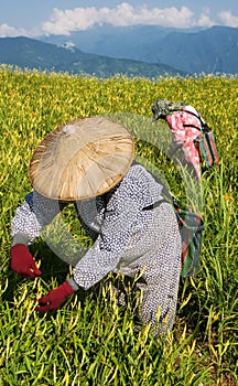 Tiger lily famer working in the farm