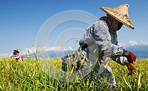 Tiger lily famer working in the farm