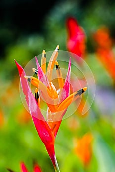 Tiger lily photo