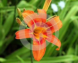 Tiger lily flower