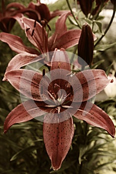 Tiger Lily Flower