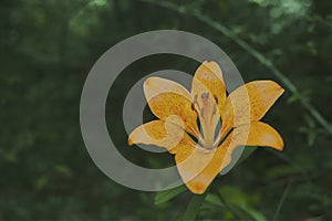 Tiger Lily flower blossomed yellow big petals