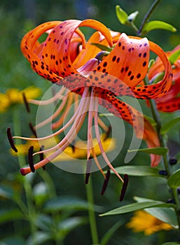 tiger lily flower close up