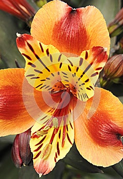 Tiger lily flower plant stripes petals