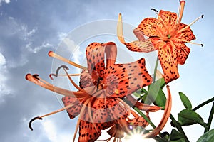 Tiger lily flowers with the sunburst showing in the background