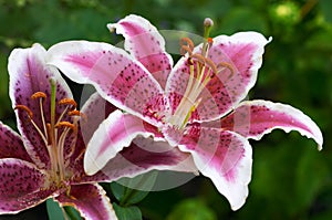 Tiger lily in garden