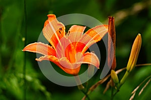 tiger lily, garden variety beautiful colors of a juicy goblet