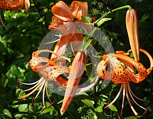 The tiger Lily high with large bright orange flowers