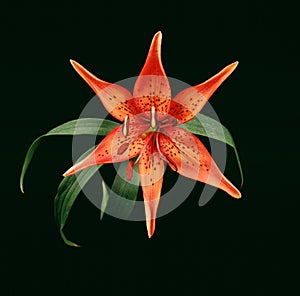 Tiger Lily Lilium bulbiferum