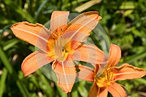 Tiger Lily (Lilium lancifolium)
