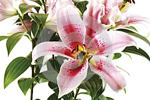 Tiger lily,Lilium lancifolium, close-up