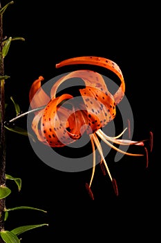 Tiger Lily (Lilium lancifolium). Flower Closeup