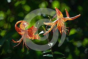 Tiger lily Lilium lancifolium, syn. L. tigrinum