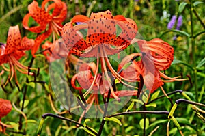 Tiger lily Lilium lancifolium, syn. L. tigrinum