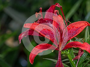 Tiger lily Lilium lancifolium, syn. L. tigrinum in raindrops