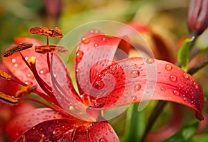 Tiger lily (Lilium lancifolium, syn. L. tigrinum) in raindrops.