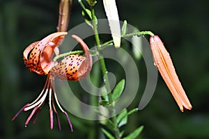 Tiger Lily or Lilium lancifolium Thunb or Oniyuri in the rainy night