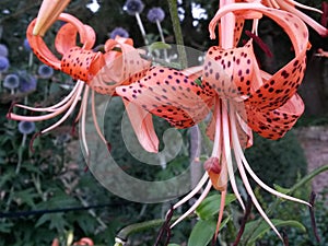 Tiger Lily Lilium tigrinium flowers in bloom