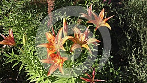 Tiger Lily or Lily lance-leaved