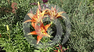 Tiger Lily or Lily lance-leaved